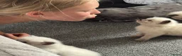 Ragdoll cats for sale: Beautiful sealpoint ragdoll kittens in Cannock - Advert 13