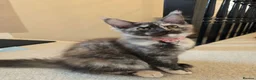 Maine Coon cats for sale: GCCF Maine Coon Kittens looking for forever homes - Advert 7