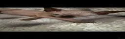 Sphynx cats for sale: Sphynx canadian kittens ready niw  - Advert 9