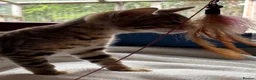 Bengal cats for sale: Pedigree SBT Female Bengal kitten in Grantham - Advert 3