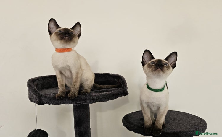Siamese cats - Advert 4