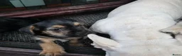 Mixed Breed dogs for sale: Puppy puppie for sale half frencie and yorkiepoo  - Advert 7