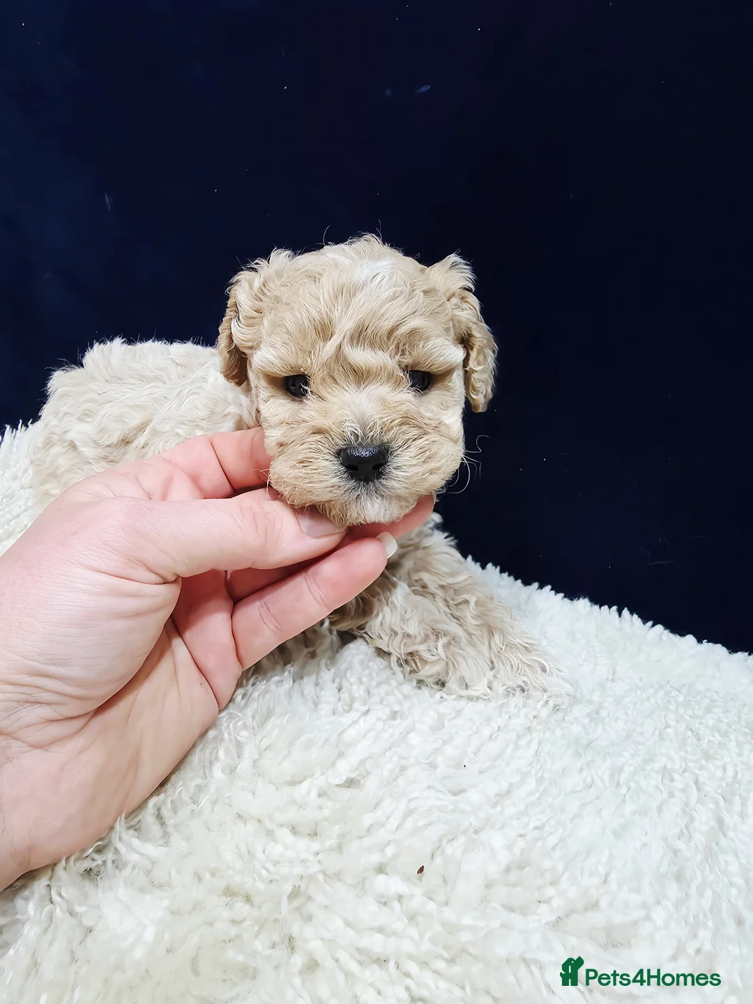 Maltipoo dogs for sale: F1B Maltipoo Puppies, Toy Size, Hypoallergenic, - Advert 30
