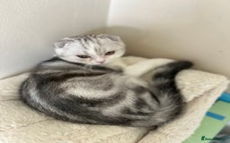 Scottish Fold cats for sale: Beautiful Scottish fold baby’s  in Reading - Image 18