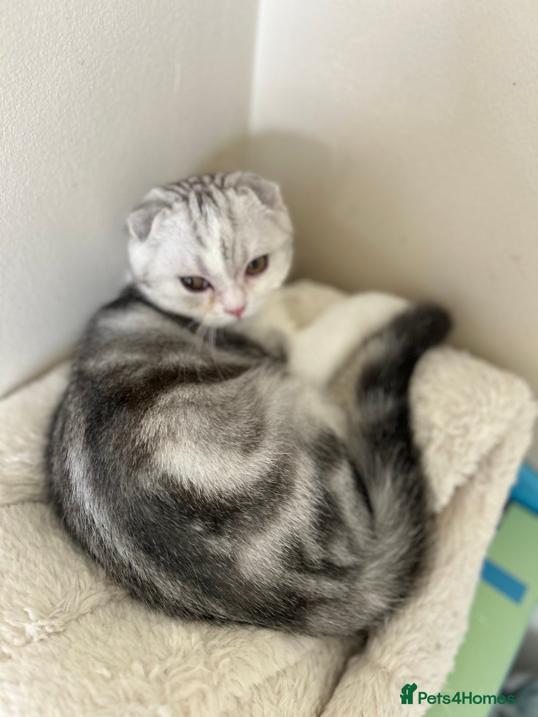 Scottish Fold cats for sale: Beautiful Scottish fold baby’s  in Reading - Image 18