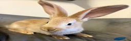 Continental Giant rabbits for sale: Pure Bred Continental Giants  - Advert 6