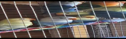 Lovebirds birds for sale: Beautiful colours of 12 week old lovebirds  - Advert 3