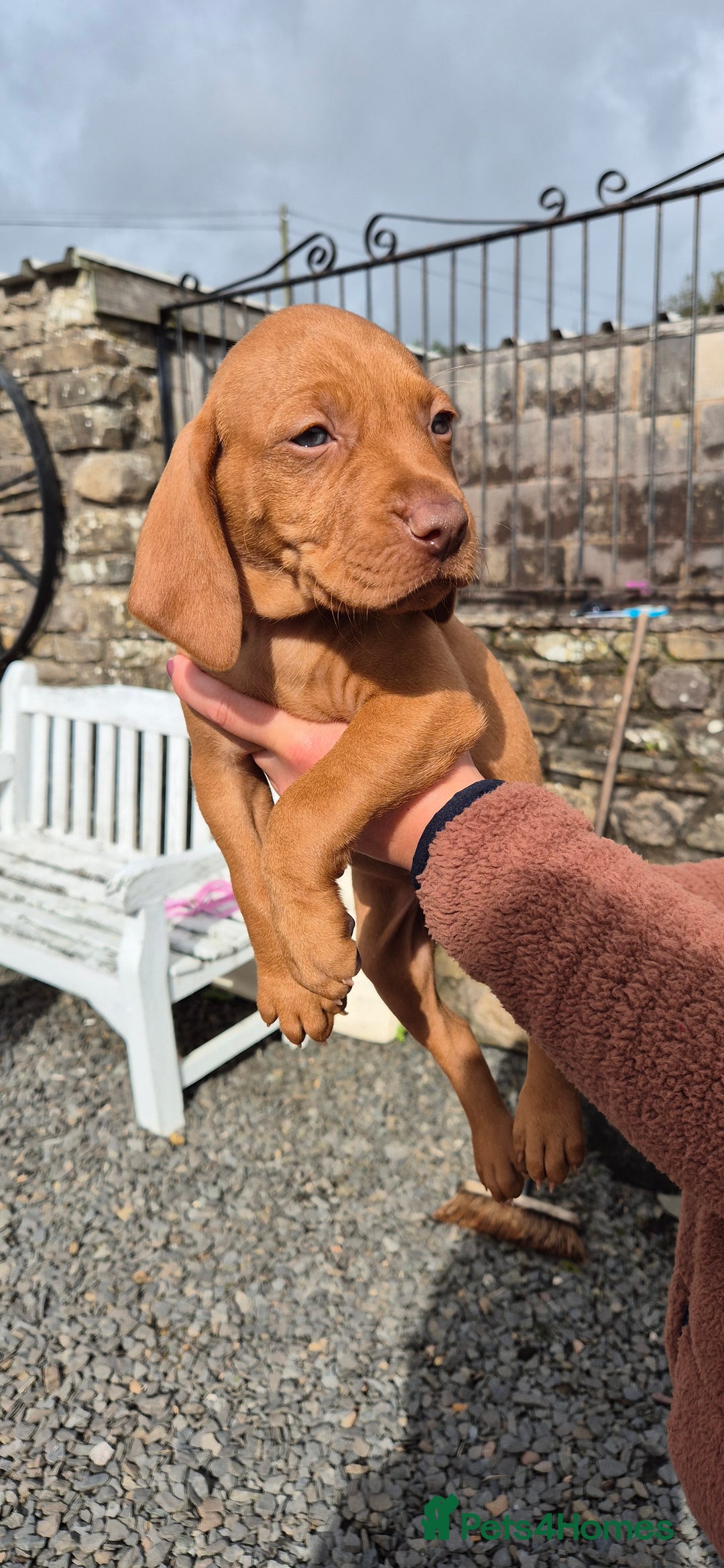 Hungarian Vizsla dogs for sale: Stunning litter KC registered Hungarian Puppy's  - Image 17