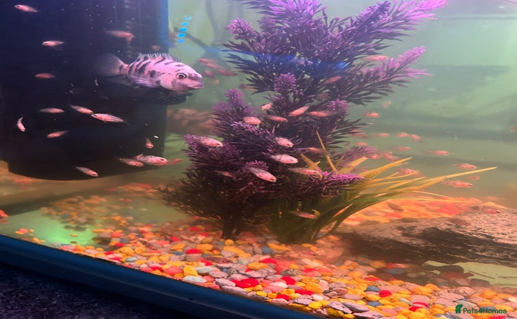 Cichlids fish - Advert 1