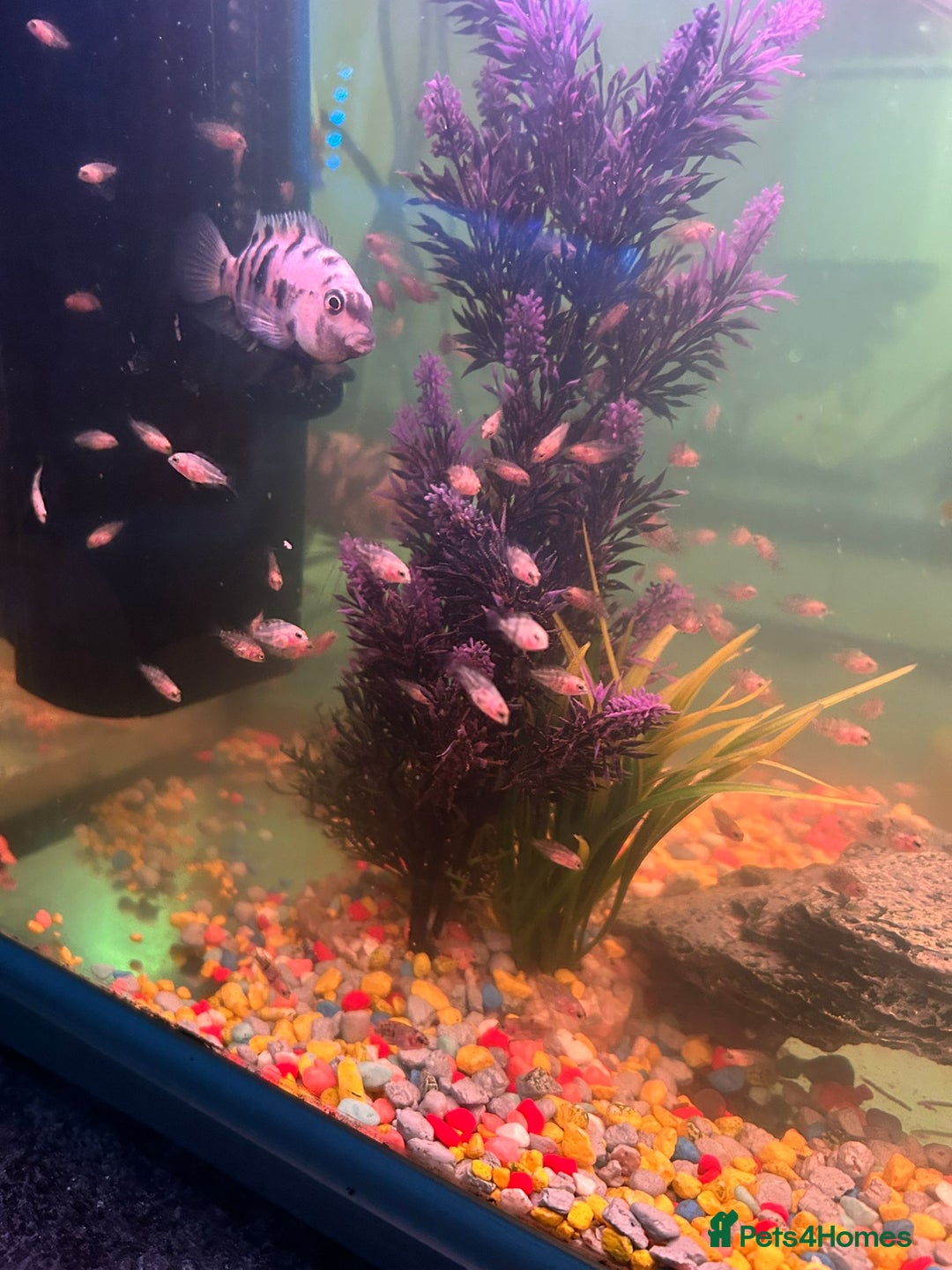 Cichlids fish for sale: American “convict” chiclids - Image 1