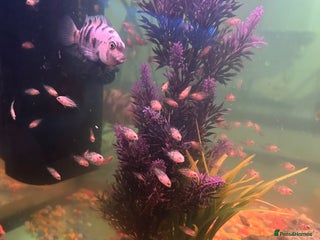 Cichlids fish - Advert 11
