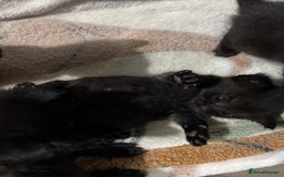 Siamese cats for sale: Half Siamese kittens  - Image 4