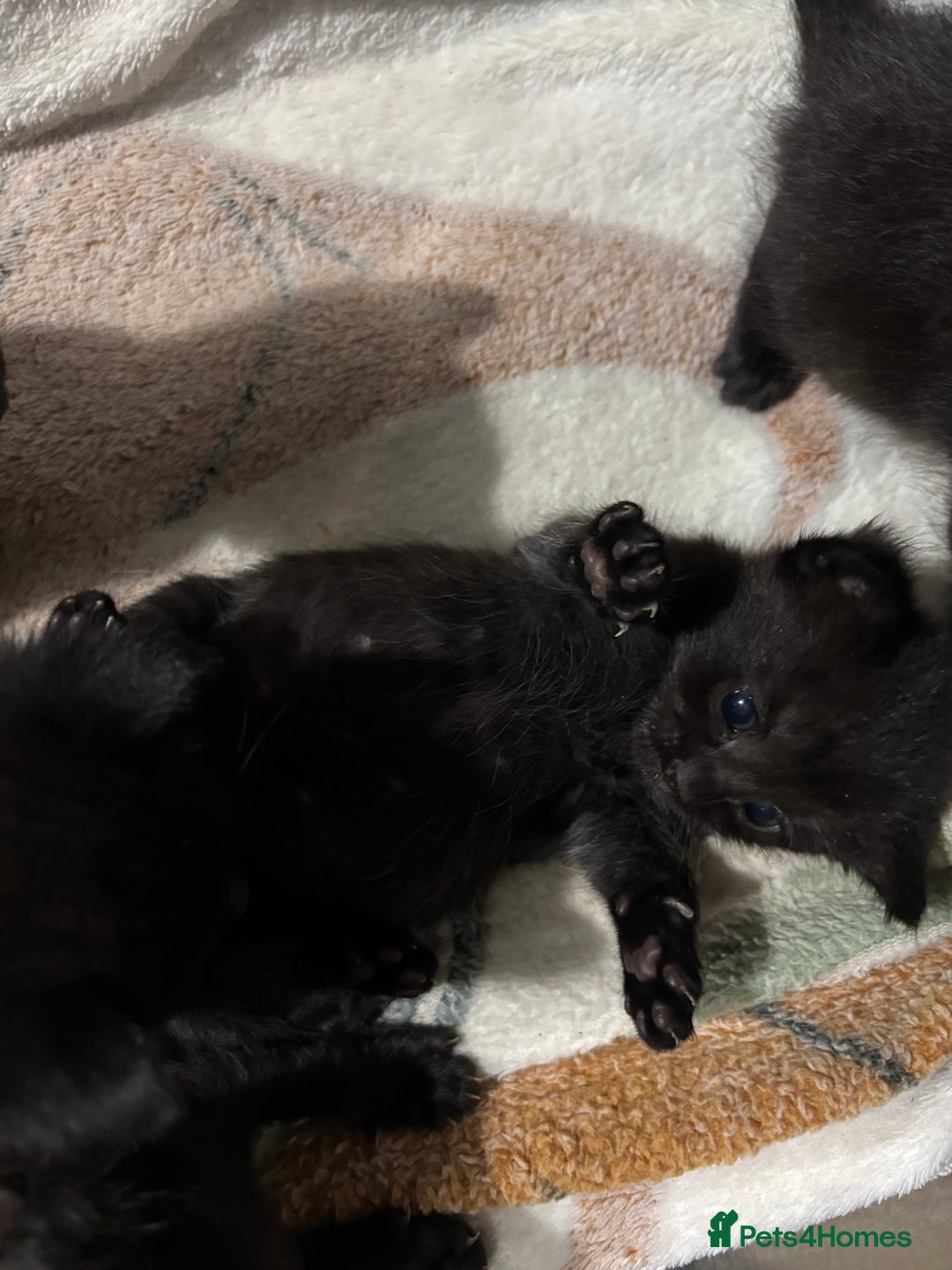Siamese cats for sale: Half Siamese kittens  - Image 4