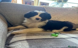 Bearded Collie dogs for sale: 💥3/4 beautiful BEARDIE BOY! 💥 - Advert 38