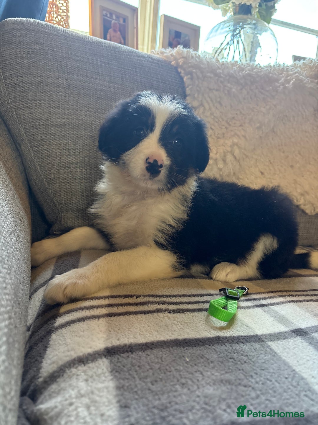 Bearded Collie dogs for sale: 💥3/4 beautiful BEARDIE BOY! 💥 - Advert 38