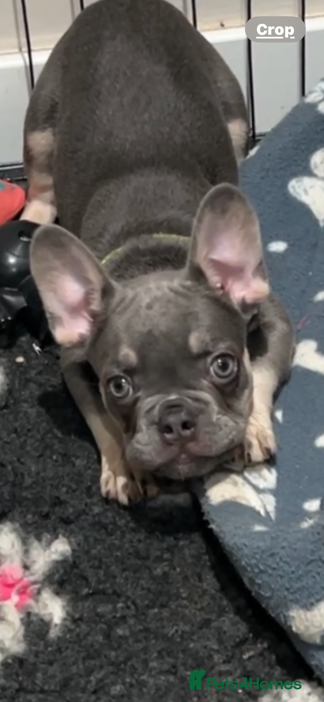 French Bulldog dogs for sale: French bulldog (fluffy) - Image 16
