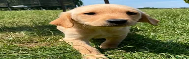 Labrador Retriever 5