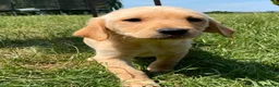 Labrador Retriever dogs for sale: Two beautiful Lab pups ready to go  in Aylesbury - Advert 7