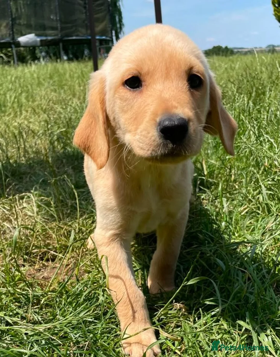 Labrador Retriever dogs for sale: Two beautiful Lab pups ready to go  in Aylesbury - Advert 7