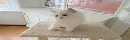 Ragdoll cats for sale: READY NOW *** INDOOR FULL PEDIGREE RAGDOLL KITTENS - Advert 38