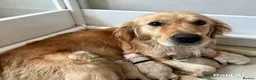 Golden Retriever dogs for sale: Stunning Golden Retriever Puppies Available  - Advert 1