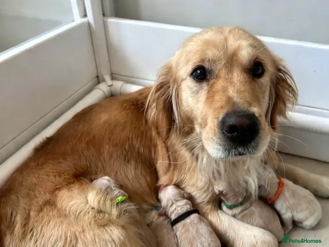 Golden Retriever dogs for sale: Stunning Golden Retriever Puppies Available - Advert 2