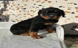 Rottweiler dogs for sale: Stunning chunky Rottweiler puppies - Image 20