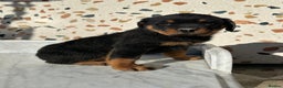 Rottweiler dogs for sale: Stunning chunky Rottweiler puppies - Advert 20