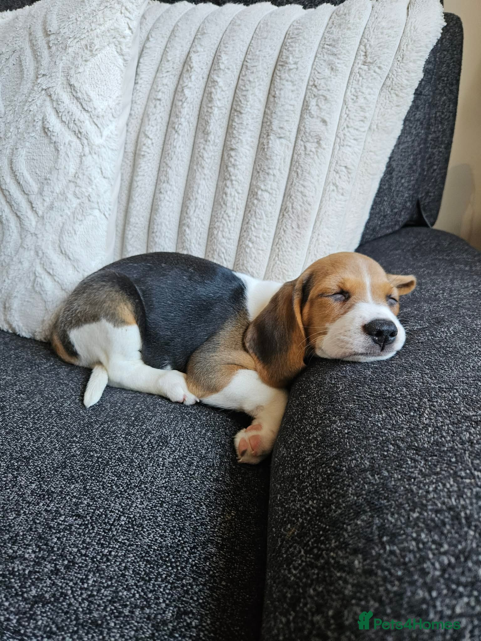 Beagle dogs Female beagle - Advert 1