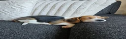 Beagle dogs for sale: Female beagle in Saltburn-by-the-Sea - Advert 1