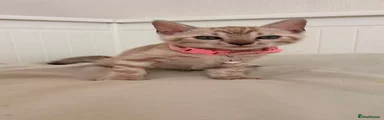 Bengal 4