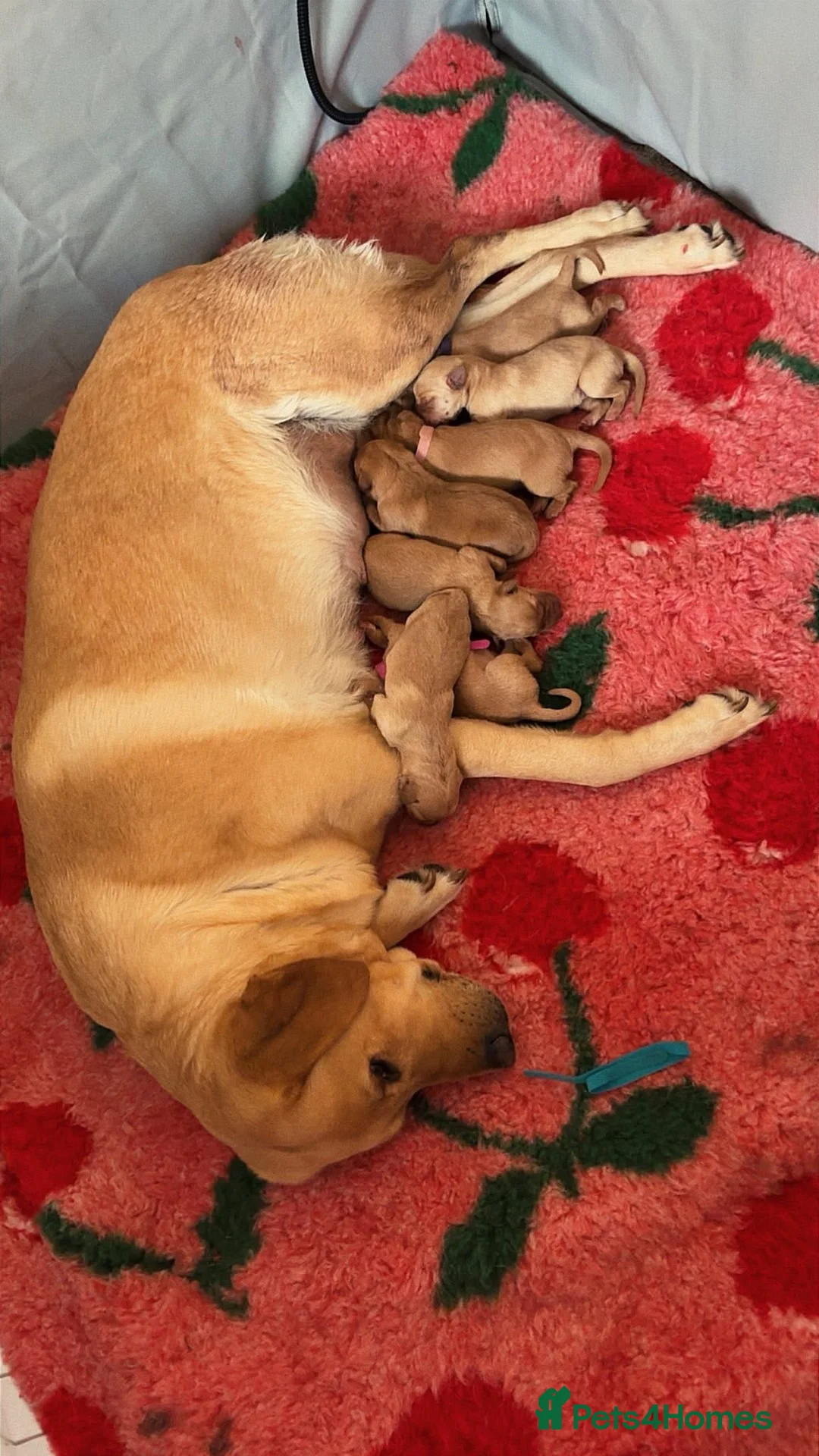 Labrador Retriever dogs for sale: KC Registered Labrador puppies for sale in Glenrothes - Advert 10