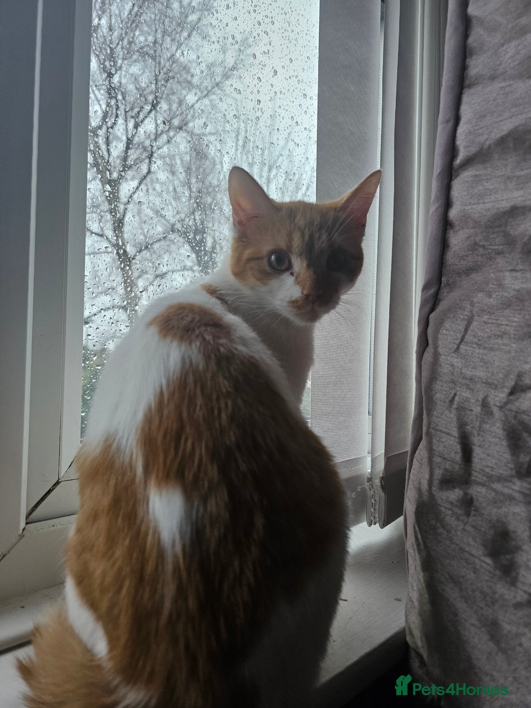 Mixed Breed cats for sale: Female ginger cat - Advert 2