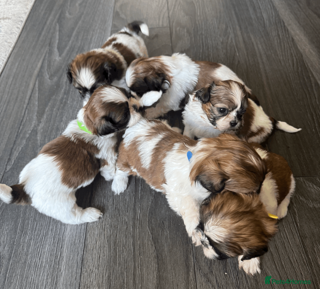 Shih Tzu dogs for sale: Pure-bred Shih tzu pups in Sutton - Advert 17