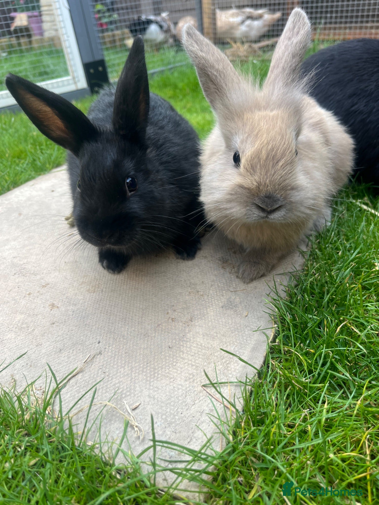 Lionhead rabbits lionhead bunnies - Advert 4