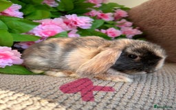 Mini Lop rabbits for sale: Mini lops  7 weeks old - Image 8