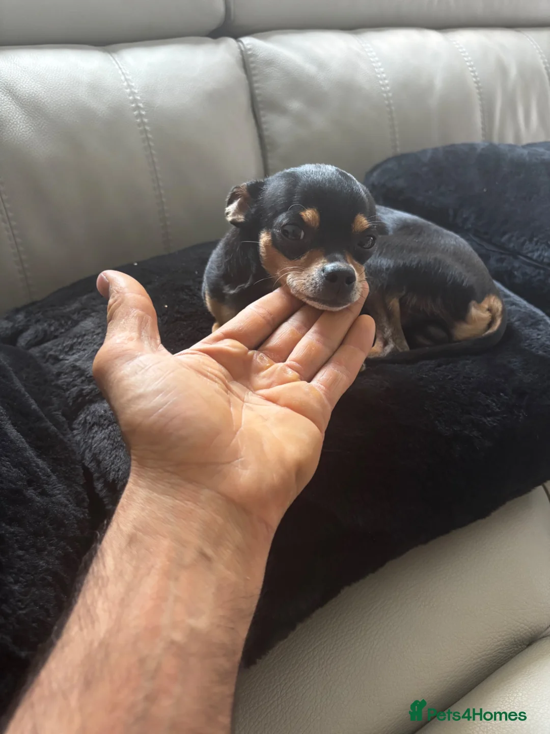 Russian Toy Terrier dogs for sale: Russian toy terrier puppies - Advert 1