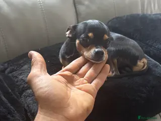 Russian Toy Terrier dogs Russian toy terrier puppies - Advert 6