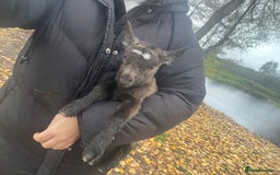 Goats livestock for sale: Pygmy goats  - Advert 5