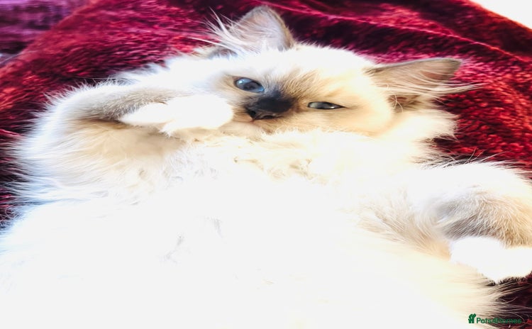 Ragdoll cats - Advert 7