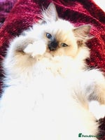Ragdoll cats - Advert 12