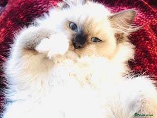 Ragdoll cats - Advert 21