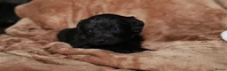 Labradoodle dogs for sale: Beautiful rainbow litter of F1 labradoodle puppies - Advert 16