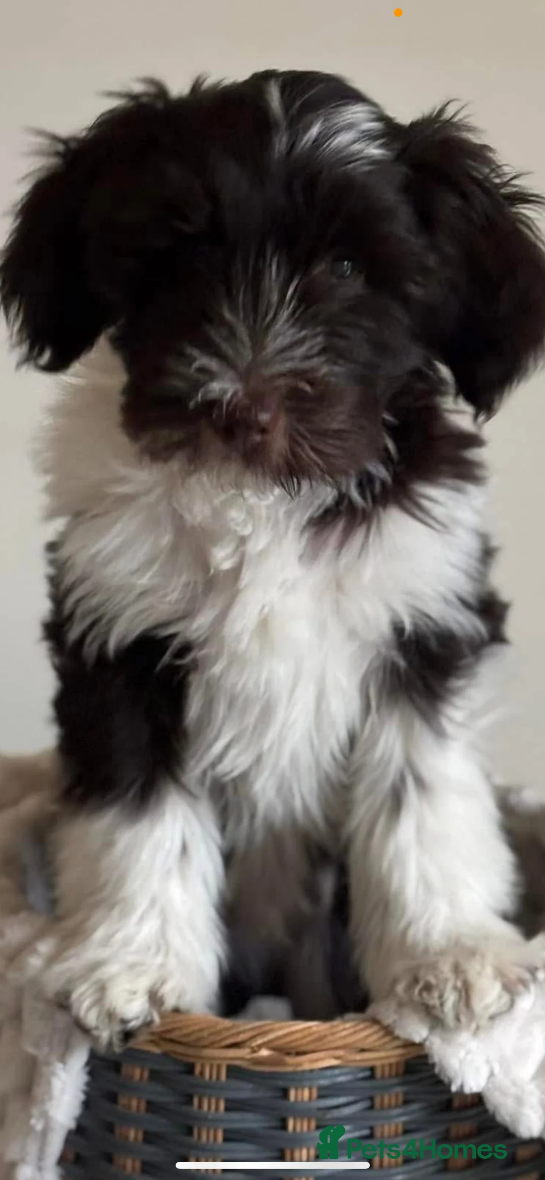 Tibetan Terrier dogs for stud: Araki Fabulous Fergus Extensive Health Tests  - Advert 20