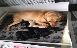 Labrador Retriever dogs for sale: Adorable Labrador puppies - Image 7