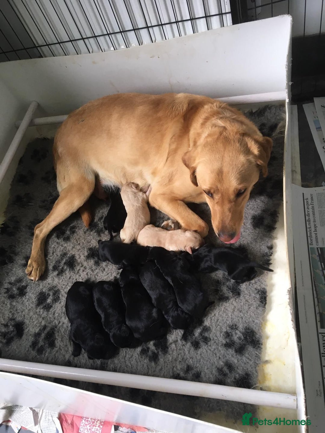 Labrador Retriever dogs for sale: Adorable Labrador puppies - Image 7