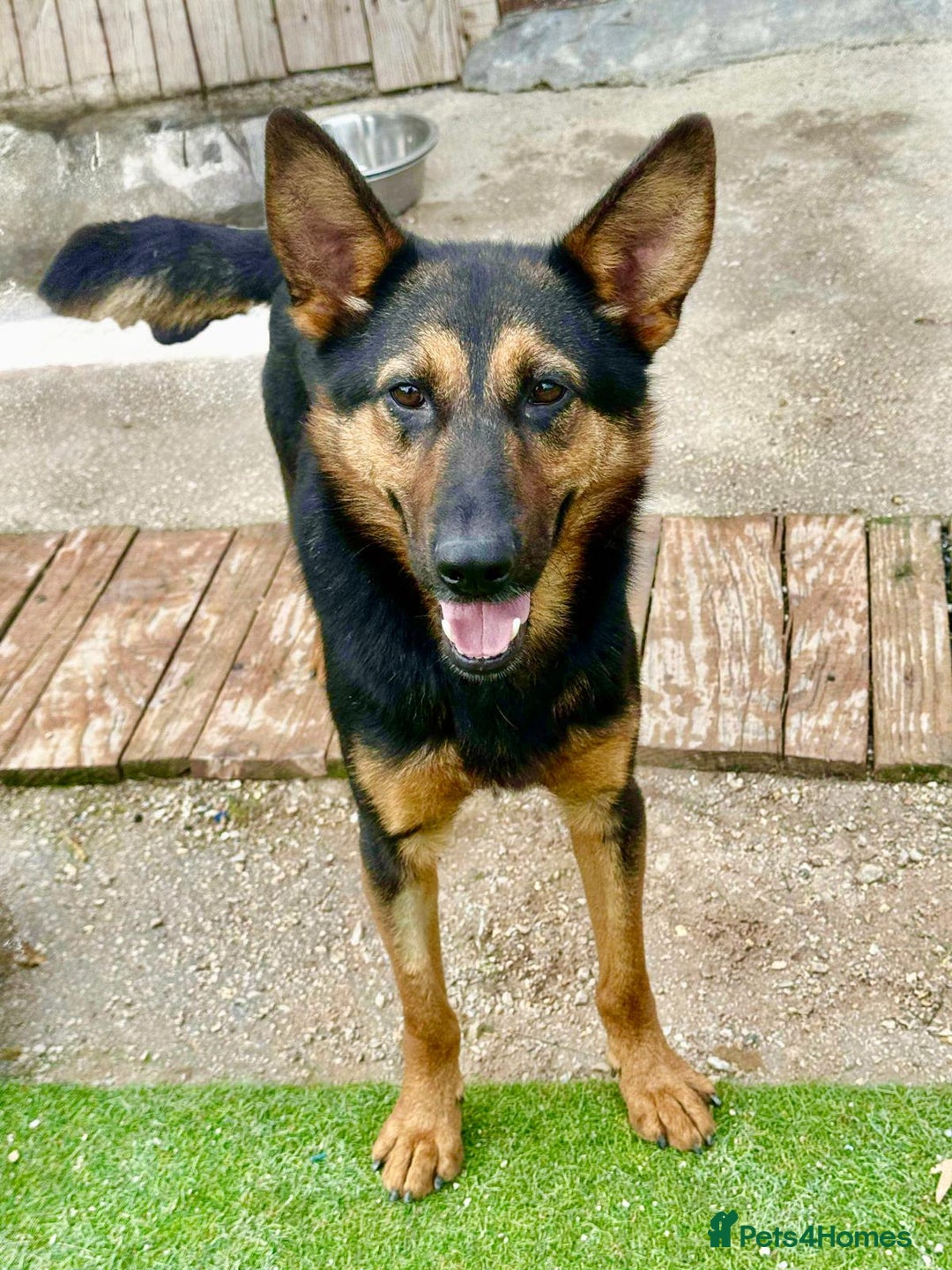 German Shepherd dogs for adoption: RICO  - Advert 16