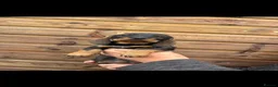 Dachshund dogs for sale: Dachshund KC wire haired puppies  - Advert 16