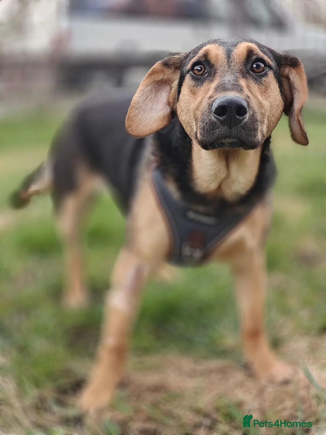 Mixed Breed dogs for adoption: 💙🐶 MARCO – HE BRINGS YOU HIS TOYS… JUST TO PLAY in Burton-on-Trent - Advert 2