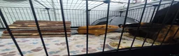Guinea Pig rodents for sale: Complete Guinea Pig Setup for Sale - Advert 2